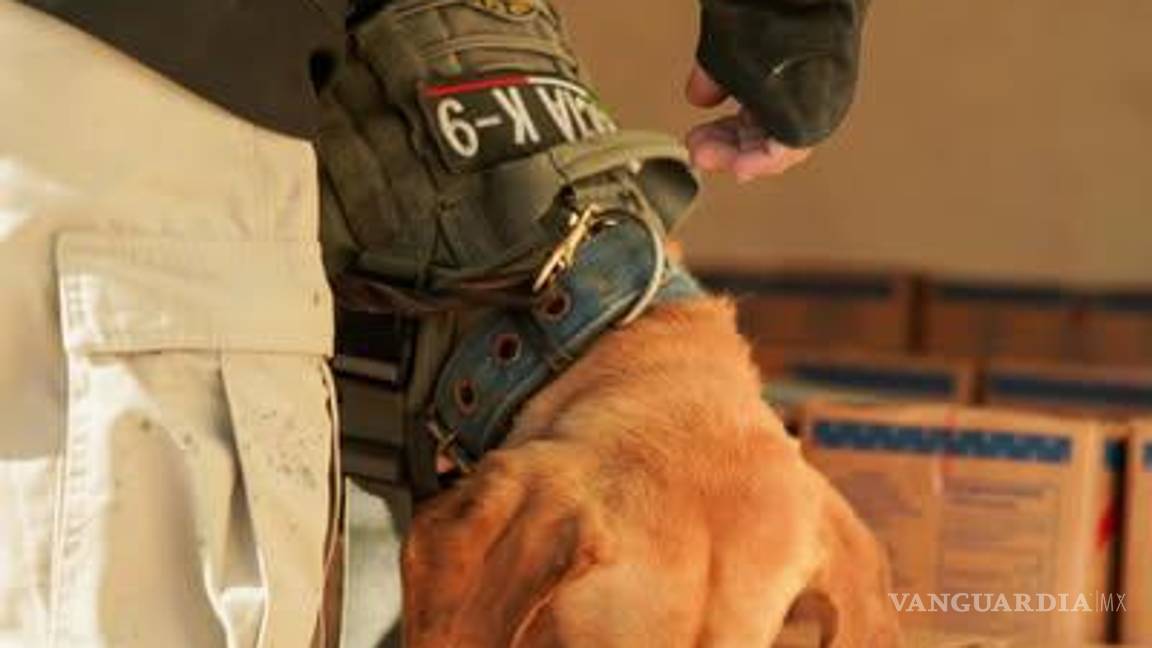Policía Municipal implementa filtros de seguridad en Torreón, usa unidades caninas de apoyo Policía Municipal implementa filtros de seguridad en Torreón, usa unidades caninas de apoyo
