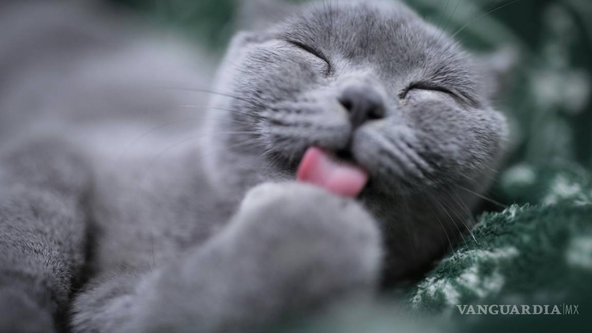 ¿Tu gato se queda solo? Esto es lo que debes saber antes de dejarlo en casa ¿Tu gato se queda solo? Esto es lo que debes saber antes de dejarlo en casa