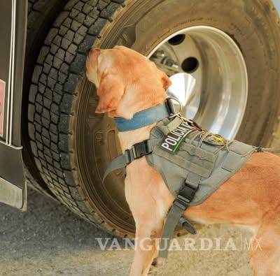 La Unidad Canina garantiza mayor seguridad en las entradas de Torreón durante diciembre. $!La Unidad Canina garantiza mayor seguridad en las entradas de Torreón durante diciembre.