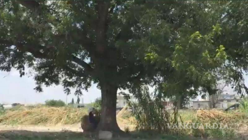 El nogal acompañó al Río Monclova durante más de cien años. $!El nogal acompañó al Río Monclova durante más de cien años.