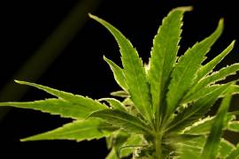 En esta fotografía del viernes 22 de marzo de 2019, se ve una planta de marihuana en el dispensario de marihuana medicinal de Compassionate Care Foundation en Egg Harbor Township, Nueva Jersey.