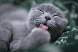 ¿Tu gato se queda solo? Esto es lo que debes saber antes de dejarlo en casa