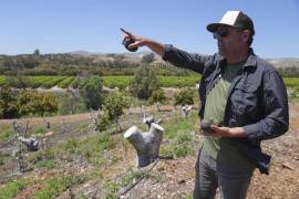 Andreas Tompros muestra su plantación de aguacates, Ridgecrest Avocados. El consumo de aguacate ha ido subiendo en Estados Unidos durante las últimas dos décadas.