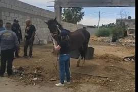 El caballo rescatado fue trasladado a un santuario especializado en equinos maltratados.