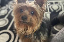 La familia sigue buscando a su Yorkshire Terrier, un miembro querido que ha estado desaparecido desde junio de 2024.