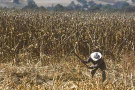 Se trata del segundo año consecutivo que disminuye la producción del campo mexicano.