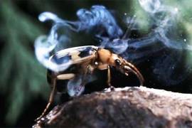 Este pequeño insecto tiene un temible mecanismo de defensa.