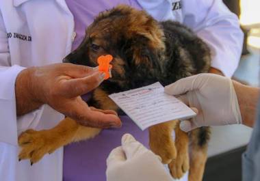 Veterinarios aplican vacuna a perro en jornada gratuita promovida por la Secretaría de Salud
