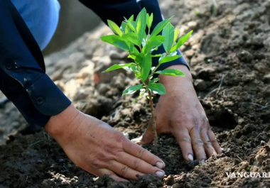 Autoridades estatales darán inicio a la jornada de reforestación masiva en los 38 municipios de Coahuila.
